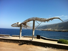 Buenavista del norte, esqueleto de ballena, tenerife