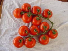 Tomates de La Huerta de Málaga