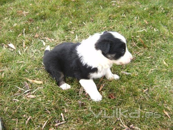 BORDER COLLIE, nacidos el 17-08-2012, se entregan a partir de las 8 semanas de edad, vacunados, desp