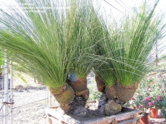 Dasilirion