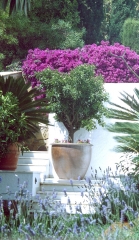 Plantaciones