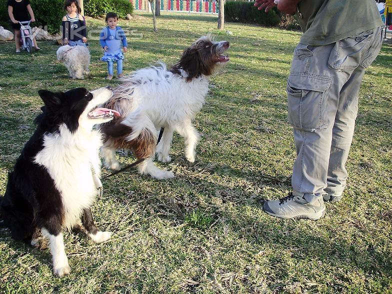 Adiestramiento y educacin de perros en Mlaga: Rincn de la Victoria y Torre del Mar
