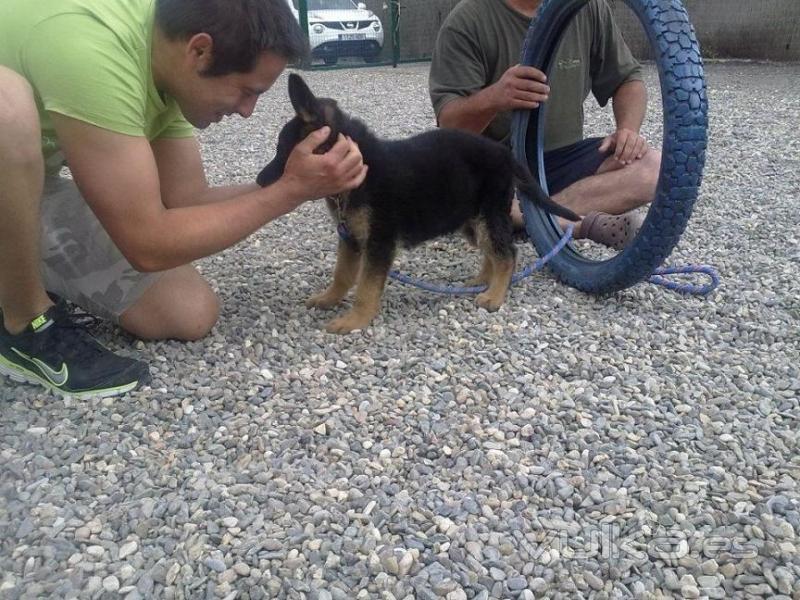 Adiestramiento y educacin de cachorros en Mlaga: Rincn de la Victoria y Torre del Mar