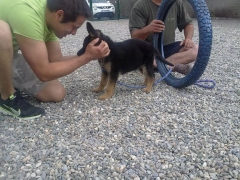 Adiestramiento y educación de cachorros en Málaga: Rincón de la Victoria y Torre del Mar