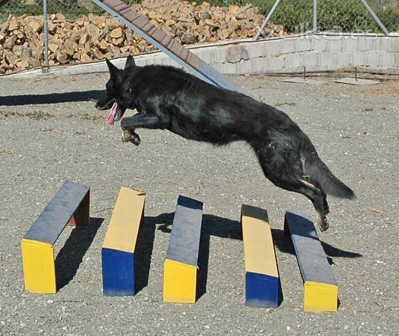 Adiestramiento y educacin canino en Mlaga: Rincn de la Victoria y Torre del Mar