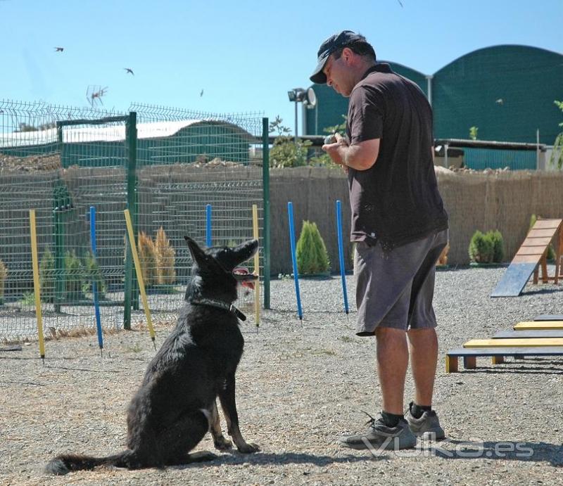 Escuela de perros en Mlaga: Torre del Mar