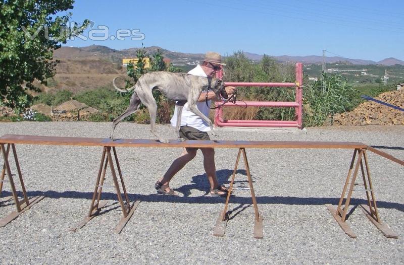 Agility en Mlaga: Torre del Mar