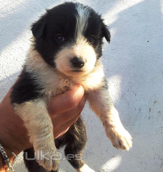 Cachorros de BORDER COLLIE, nacidos el 17-08-2012, se entregan a partir de las 8 semanas de edad,