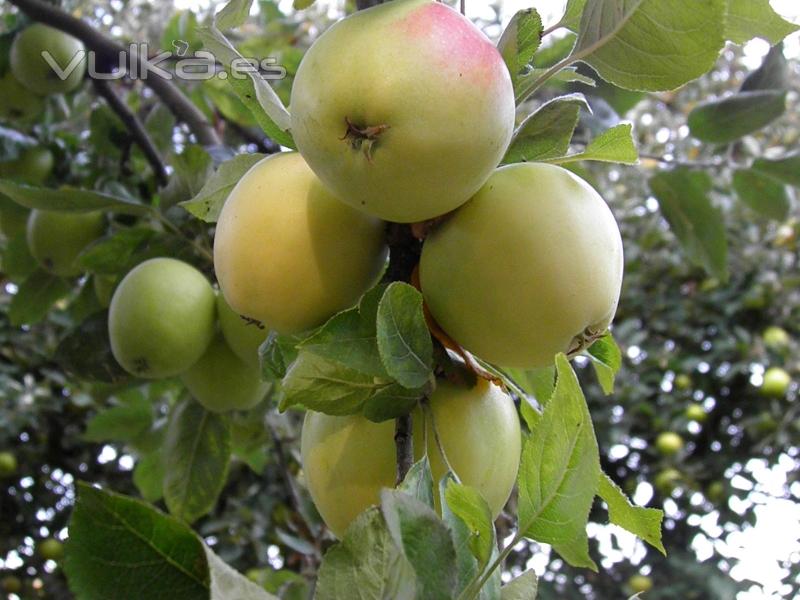 Manzana morro de liebre