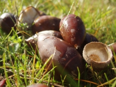 ORO GRASO