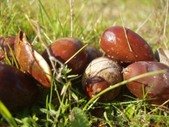 ORO GRASO