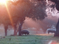 ORO GRASO