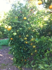 Nuestros arboles de naranjo!!!