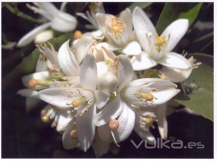 Nuestras flores tan hermosas como nuestras naranjas