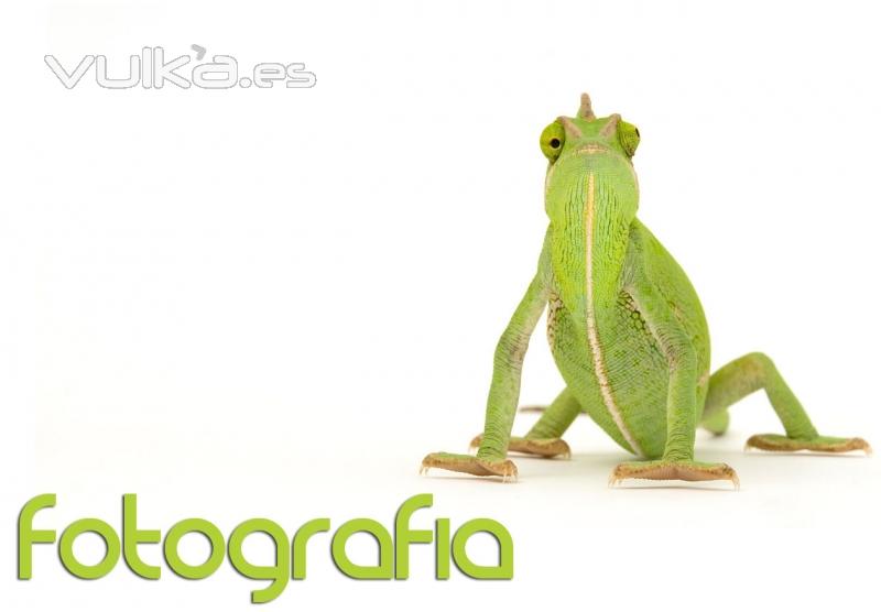 Fotografa Camalen, fotos mascotas, fotografa de Mascotas, Fotos de Animales