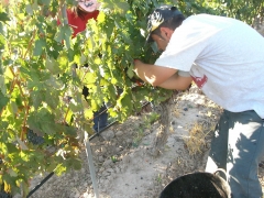 Vendimia 2012