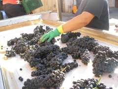 Seleccion de uva