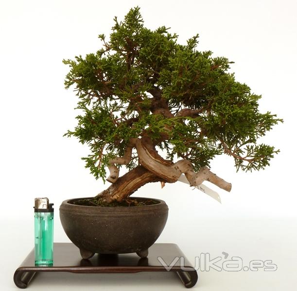 Enzo Bonsai