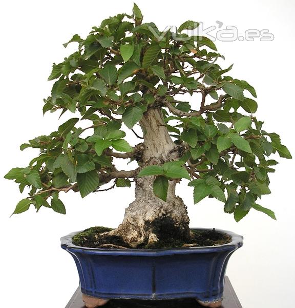 Enzo Bonsai