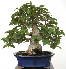 Enzo bonsai - foto 1