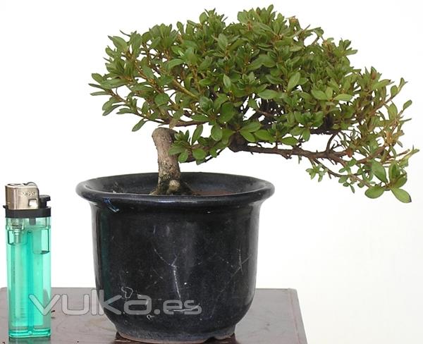 Enzo Bonsai