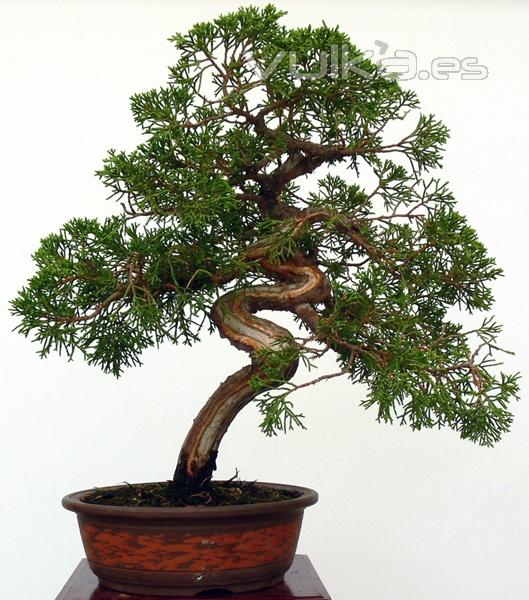 Enzo Bonsai