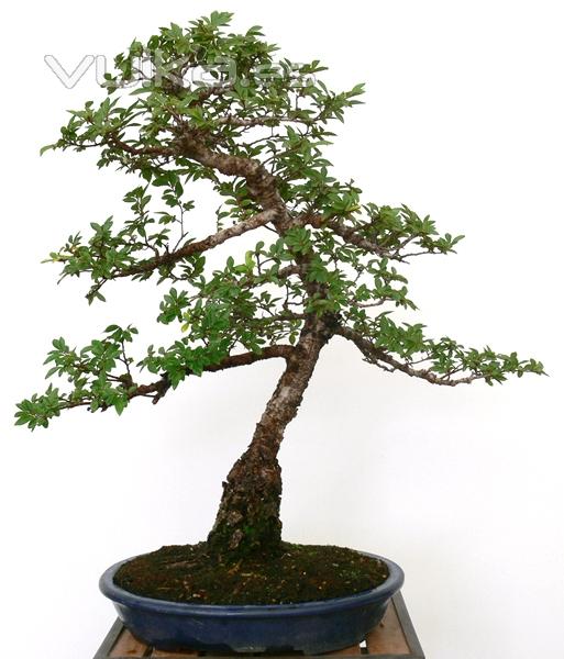 Enzo Bonsai