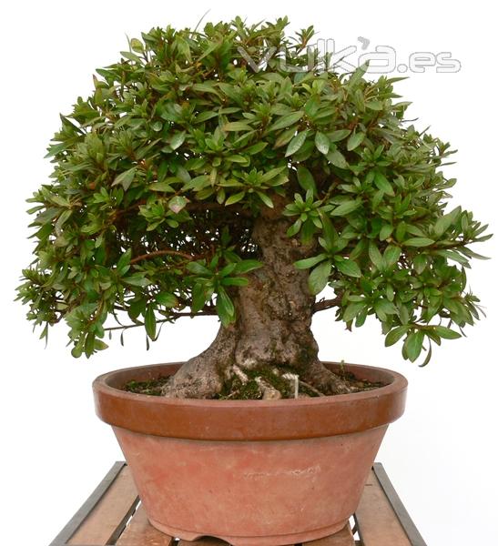 Enzo Bonsai