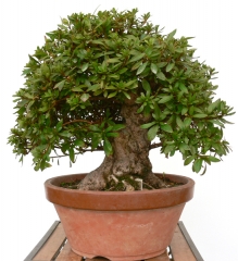 Enzo bonsai - foto 4