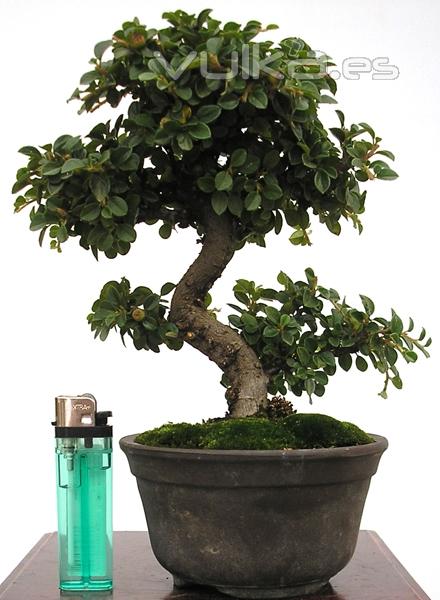 Enzo Bonsai