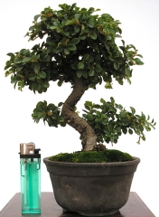 Enzo bonsai - foto 7