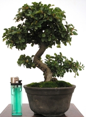 Enzo bonsai - foto 3