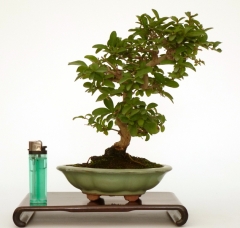 Enzo bonsai - foto 17