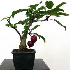 Enzo bonsai - foto 5