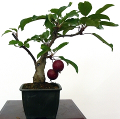 Enzo bonsai - foto 8