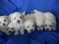 CRIADERO,BICHON MALTES,VALLEDELZAR,PERROS,CACHORROS.