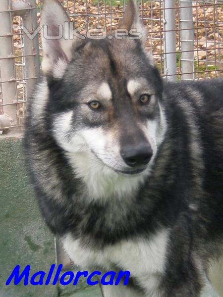 Cria de Perros Lobo de Saarloos