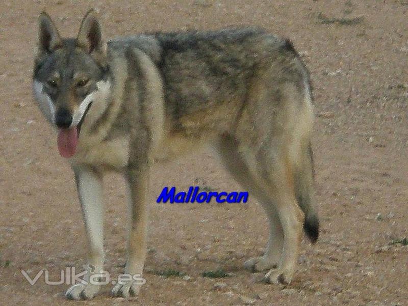 Cria de Perros Lobo de Iberico