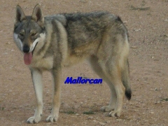 Cria de perros lobo de iberico