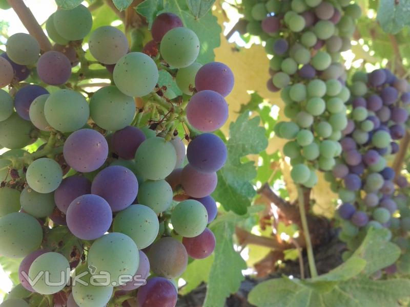 La magia de el envero en bodega García de Verdevique