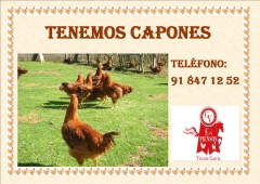 Foto 60 alimento para ganado - Piensos Vicente en Guadalix de la Sierra