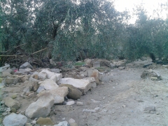 Limpieza de olibar