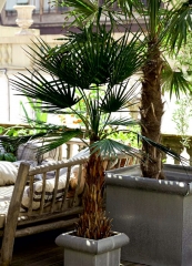 buscas una palmera artificial? encuentra la tuya en articoencasa.com