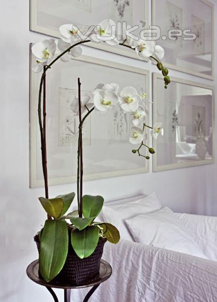 ¿Tu orquidea natural ha pasado de flor a palo solitario?En ARTICOENCASA.COM tenemos la solución!