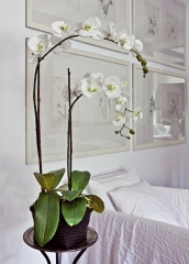 ¿tu orquidea natural ha pasado de flor a palo solitarioen articoencasacom tenemos la solucion!