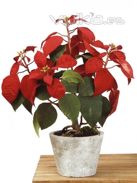 Poinsettia artificial de calidad. Planta Flor de Pascua artificial en maceta cemento oasisdecor.com