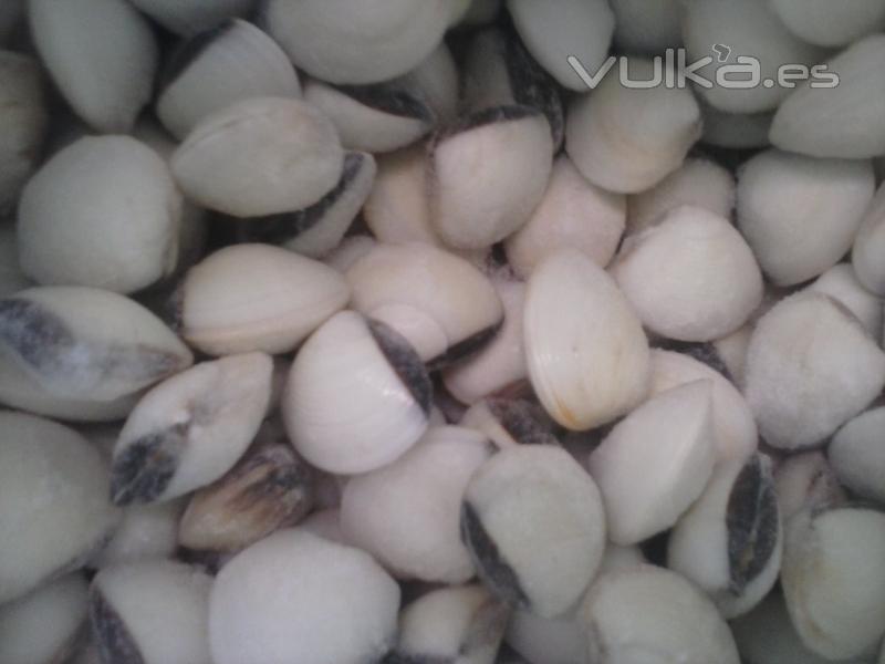 Almejas Blancas