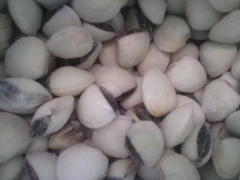 Almejas blancas