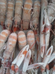 Cigalas