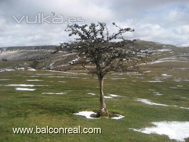 Casa Rural Balcn Real Senda del Oso